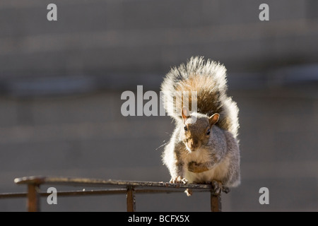 Eichhörnchen. Stockfoto