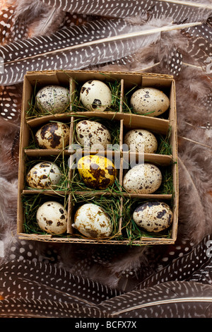 Schachtel mit Wachteleiern Stockfoto