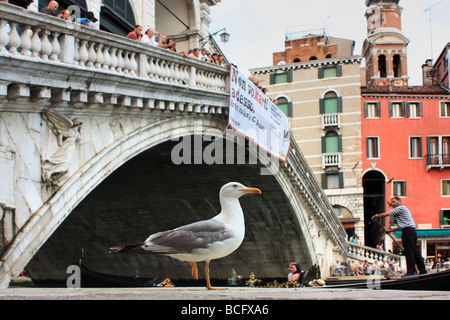 Eine Möwe vor Rialto Bridge, Venedig Stockfoto