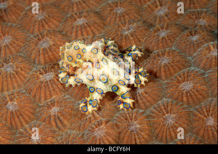 Giftige Blue Ring Octopus, Hapalochlaena Lunulata. Diese Krake kann ein sehr leistungsfähiges Nervengift Spritzen, die töten können Stockfoto