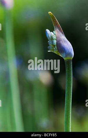 Agapanthus Blütenknospe Öffnung. Afrikanische Blaue Lilie Stockfoto