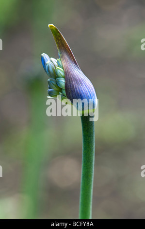 Agapanthus Blütenknospe Öffnung. Afrikanische Blaue Lilie Stockfoto
