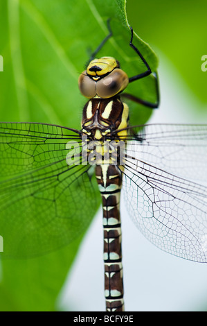 Aeshna Cyanea. Südlichen Hawker Libelle Stockfoto