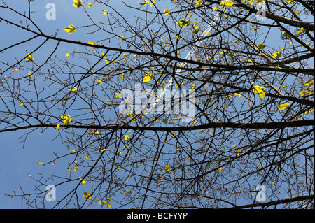 Frühling in der Luft frische grüne Blätter und Kondensstreifen in den blauen Himmel Stockfoto