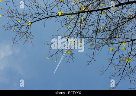 Frühling in der Luft frische grüne Blätter und Kondensstreifen in den blauen Himmel Stockfoto