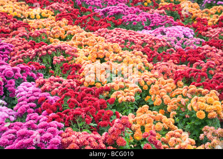 Im Herbst bunt Chrysantheme Blume-Bad (gestreiften Hintergrund) Stockfoto