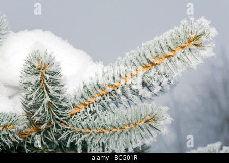 Schöne glänzende Raureif auf Zweig Stockfoto