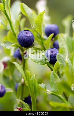 Blaubeer-Sträucher - Wald Produkt Stockfoto