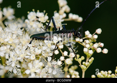 Großer Steinbock Käfer Eiche Buchenspießbock Buchenspießbock Cerdo auf die kleinen weißen Blüten Stockfoto