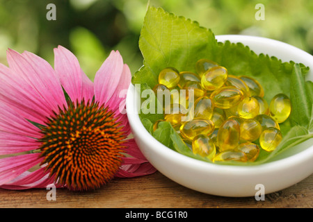 Lila Sonnenhut Tabletten Echinacea purpurea Stockfoto