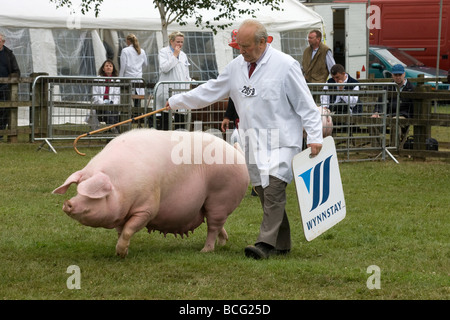 Zeigen Schweine auf der letzten königlichen Show 2009 Stockfoto