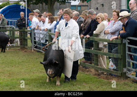 Zeigen Schweine auf der letzten königlichen Show 2009 Stockfoto