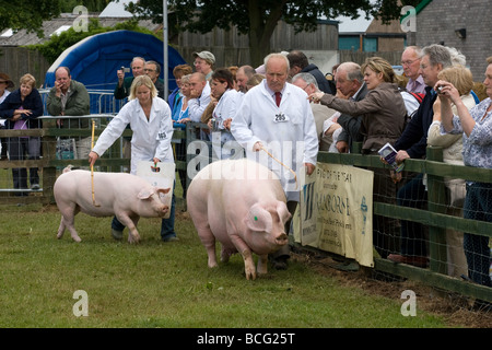 Zeigen Schweine auf der letzten königlichen Show 2009 Stockfoto