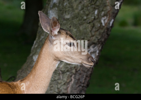 Schuss in den Kopf der weiblichen Damwild zu schließen. Stockfoto