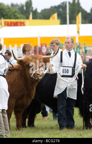 Viehtreiber zeigt Rinder auf der letzten königlichen Show 2009 Stockfoto