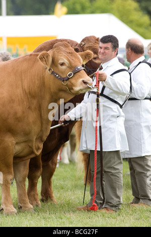 Viehtreiber zeigt Rinder auf der letzten königlichen Show 2009 Stockfoto