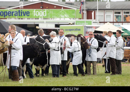 Viehtreiber zeigt Rinder auf der letzten königlichen Show 2009 Stockfoto