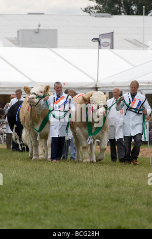 Viehtreiber zeigt Rinder auf der letzten königlichen Show 2009 Stockfoto