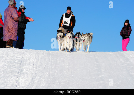Details der ein Schlittenhunde-Team in voller Aktion in Richtung der Kamera kommen über einen Aufstieg mit Zuschauern. Platz für text Stockfoto