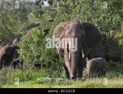 Afrikanischer Elefant (Loxodonta Africana) Familie mit Kalb kommen aus dem Busch Krüger Nationalpark in Südafrika Stockfoto