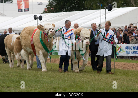 Viehtreiber zeigt Rinder auf der letzten königlichen Show 2009 Stockfoto