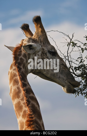 Giraffe (Giraffa Plancius) Essen von einem Baum Krüger Nationalpark in Südafrika Stockfoto