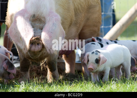 Gloucester alten Ort Sau mit Ferkeln Stockfoto