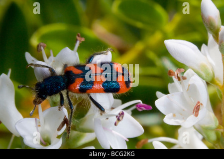 Biene-Käfer oder Biene Wolf (Trichodes Apiarius), Frankreich Stockfoto