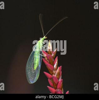 Gemeinsamen grünen Florfliege (Chrysoperla Carnea), Frankreich Stockfoto