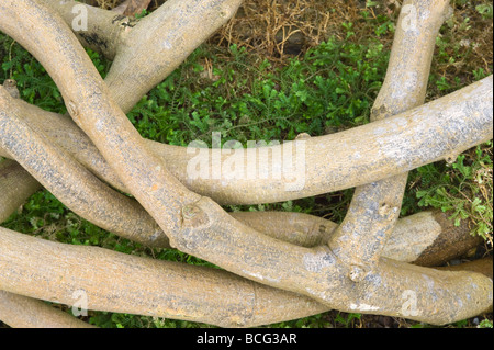 Jade Rebe Strongylodon Macrobotrys Nahaufnahme von Rinde Stockfoto