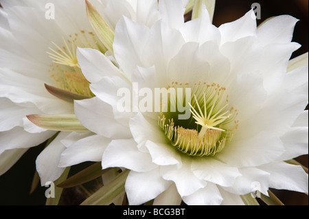 Golden Torch Cereus (Echinopsis Spachiana) Blume Konservatorium England UK Europe Stockfoto