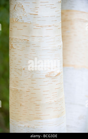 Kaschmir-Birke (Betula Utilis var. Jacquemontii)-Nahaufnahme von Rinde Garten Cambridgeshire England UK Europa Juli Stockfoto