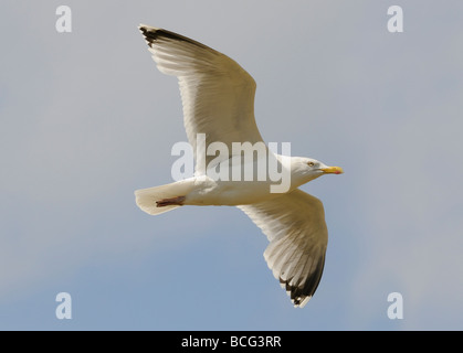 Eine Silbermöwe (Larus Argentatus) im Flug. Stockfoto