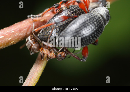 Ein Pferd Ameisen (Formica Rufa) Angriff auf zwei Paarung Käfer (Otiorhynchus Niger). Der Arbeiter war jedoch erfolgreich. Stockfoto