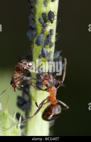 Pferd-Ameisen (Formica Rufa) Blattläuse zu verteidigen. Stockfoto