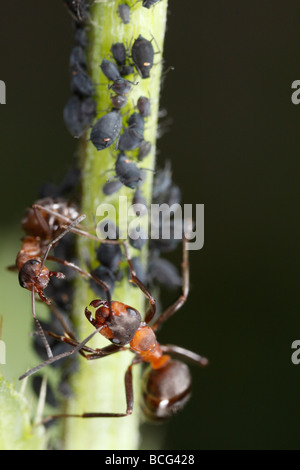 Pferd-Ameisen (Formica Rufa) Blattläuse zu verteidigen. Stockfoto