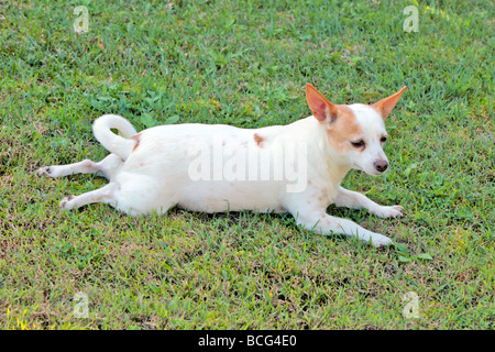 Kleine jack Russell cross Chihuahua Hund auf dem grünen Rasen Stockfoto