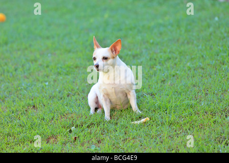 Kleine jack Russell cross Chihuahua Hund auf dem grünen Rasen Stockfoto