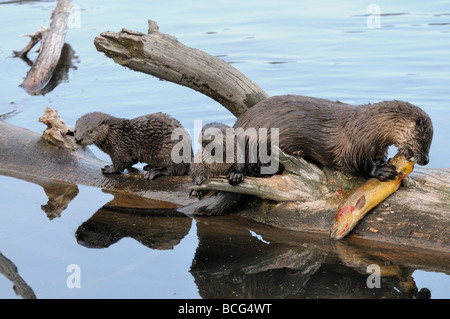 Stock Foto von einem Fluss Otter Familie auf einem Baumstamm mit einem Fisch, Yellowstone National Park, Montana, USA Stockfoto