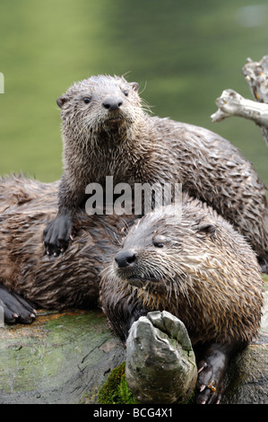 Stock Foto von River Otter Pup ruht auf seiner Mutter zurück, Yellowstone National Park, Montana, Juli 2009. Stockfoto