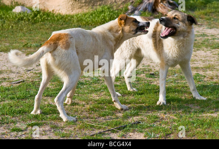 Zwei Hunde kämpfen draußen im Garten Stockfoto