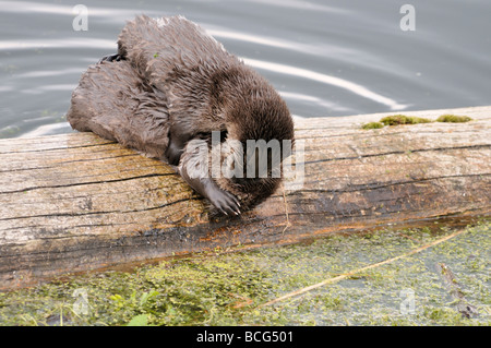 Stock Foto von zwei Fischotter Welpen spielen auf einem Baumstamm in einem See, Yellowstone National Park, Montana, 2009. Stockfoto