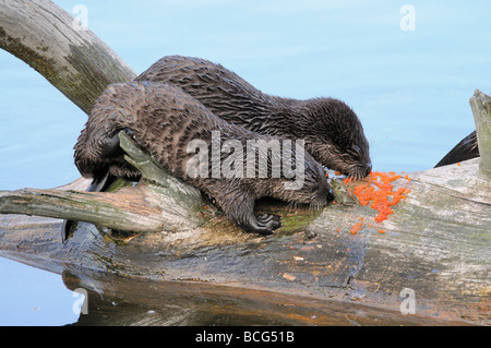 Stock Foto von zwei Fluss-Otter-Welpen Essen Fisch Eiern auf einem Baumstamm in einem See, Yellowstone National Park, Montana, 2009. Stockfoto