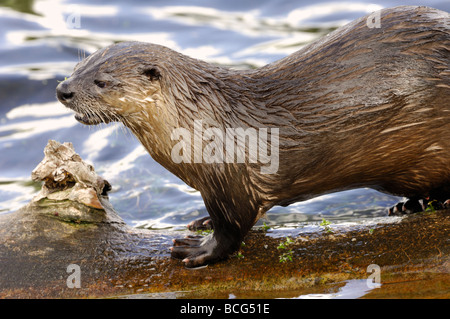 Stock Foto von einem Fluss Otter auf einem Baumstamm in einem Teich, Yellowstone-Nationalpark, 2009. Stockfoto