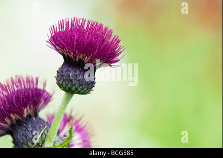 Cirsium rivulare 'atropurpureum'. Plume Thistle 'Atropurpureum'/Bach Thistle Stockfoto