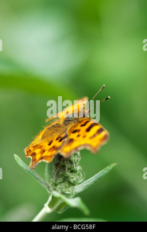 Polygonia c-Album. Komma Schmetterling auf einem buddleja Blume schießen in einem englischen Garten Stockfoto