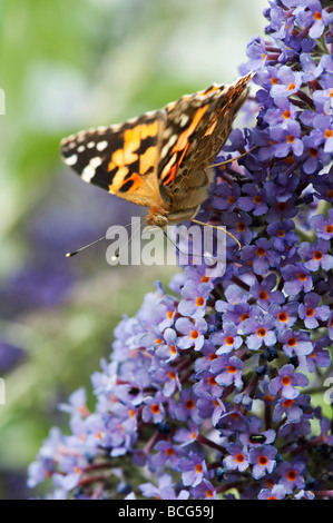 Vanessa cardui. Painted Lady butterfly Fütterung auf buddleja in einem englischen Garten Stockfoto
