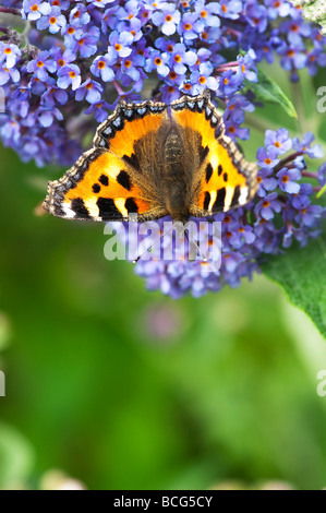 Kleiner Fuchs Schmetterling Fütterung auf Buddleja in einem englischen Garten Stockfoto