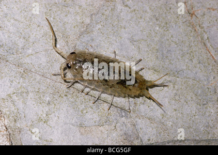 Meer Slater Ligia Oceanica Ligiidae auf küstennahen Felsen UK Stockfoto