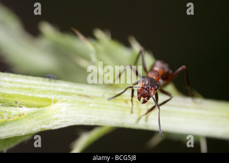 Pferd-Ameise (Formica Rufa) auf eine Pflanze Stiel. Der Arbeitnehmer ist in die Kamera blickte. Stockfoto